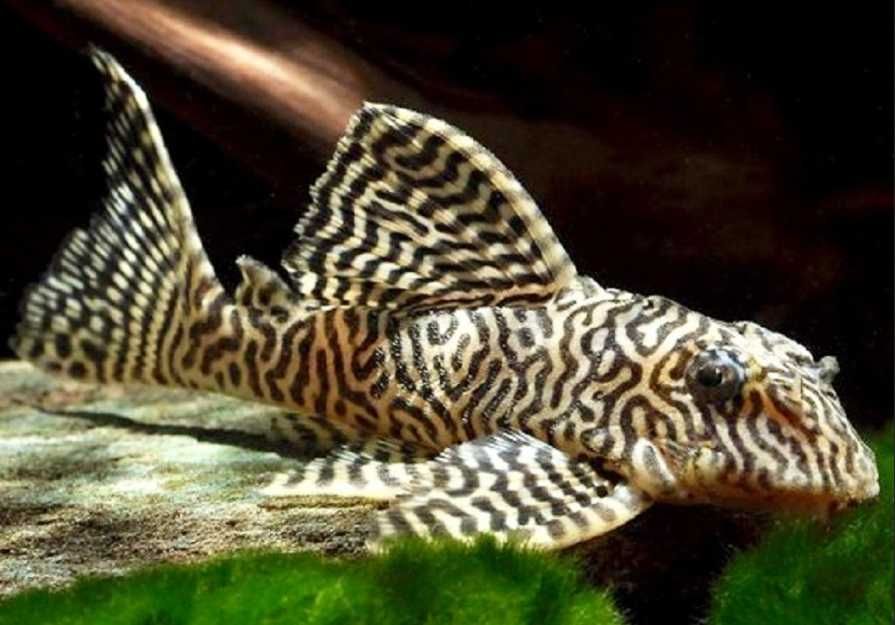 Glonojad L066- Sklep Zoologiczny