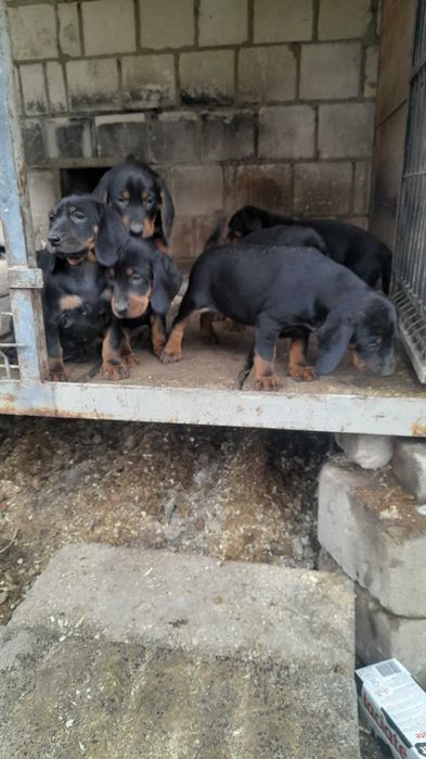 Szczeniak Gończy Polski