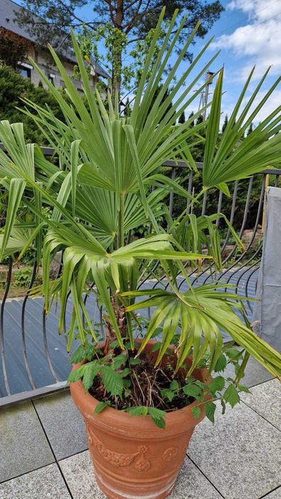 Palma , rośliny doniczkowe, krzewy
