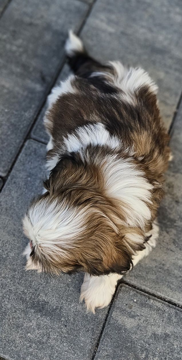 Shih tzu TRI color