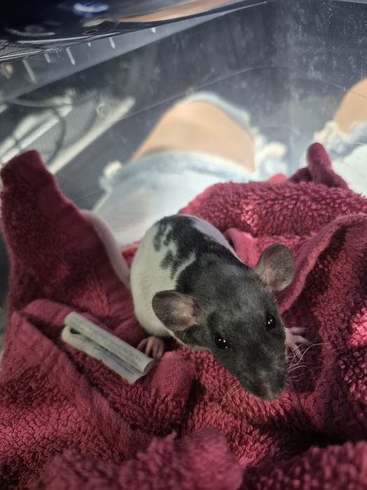 Oddam szczurki szczury dumbo 8 miesięcy w dobre ręce