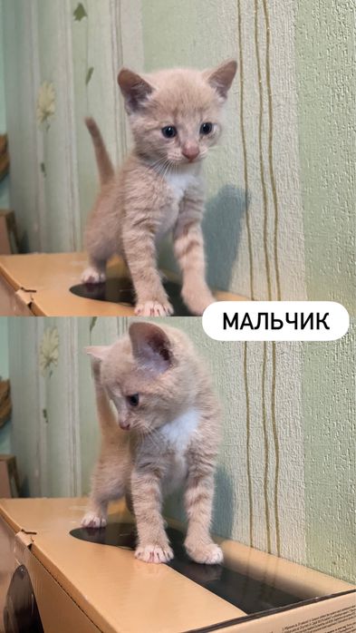 Отдаем котят в добрые руки!