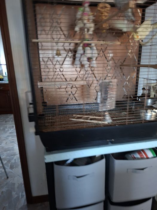 Gaiola com caturras domesticadas