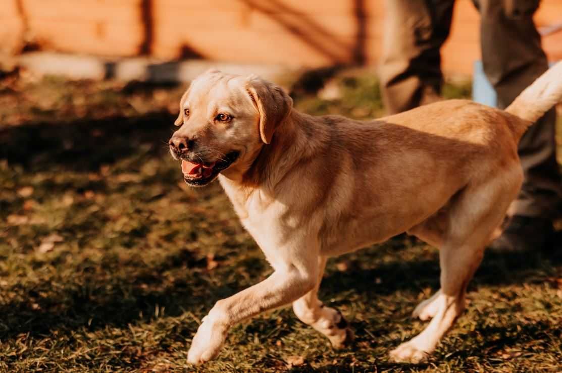 Pełen energii i radości Frodo w typie labradora szuka domu!!!