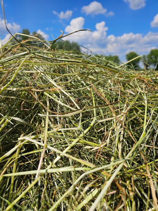 Siano majowe łąkowe dla królika 6 kg + rożek Marchewkowy Gratis
