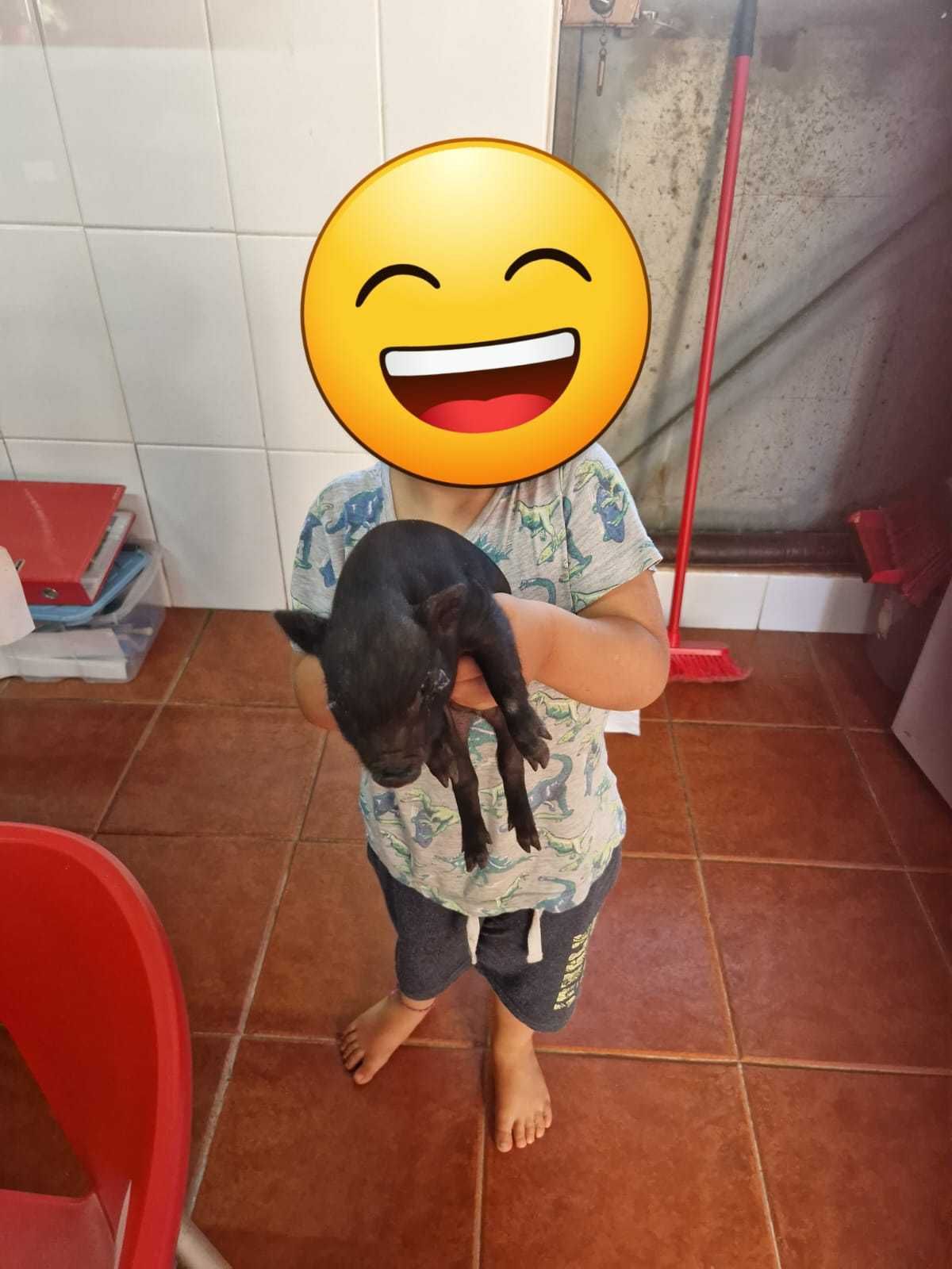 Vendo mini porcos pretos