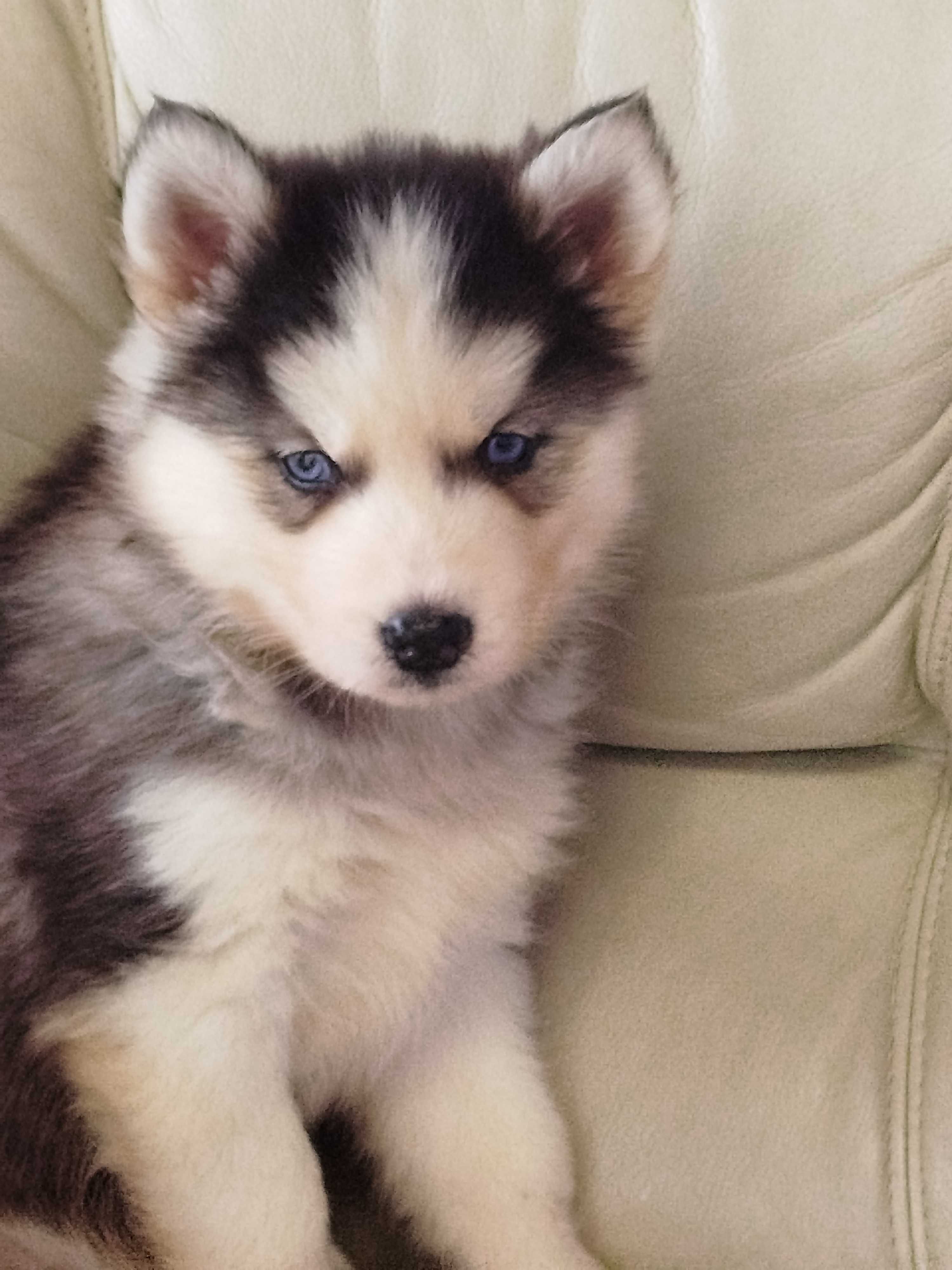 Siberian Husky piesek tel.-5.7.5.3.0.2.0.3.9.