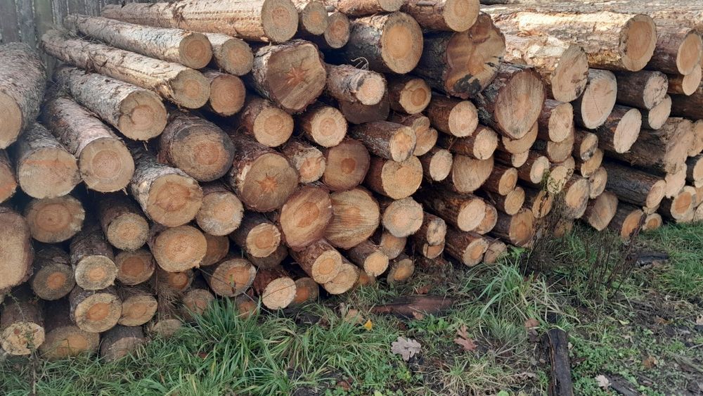 Drewno drzewo opałowe Sosna Brzoza Dąb Olcha