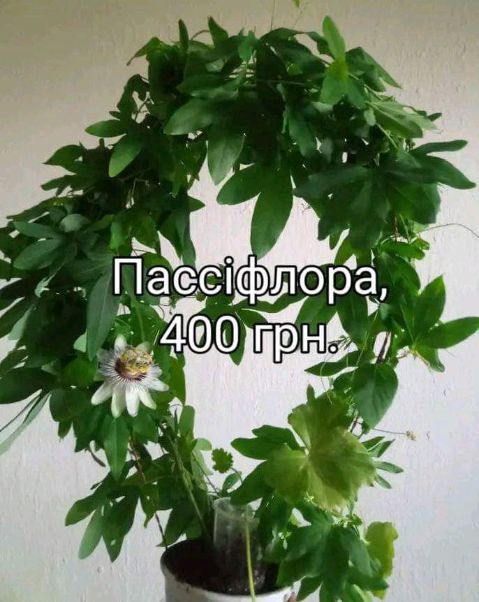 Фікуси,гібіскуси,алоказії,стефанотіс, пассіфлора ,маранта