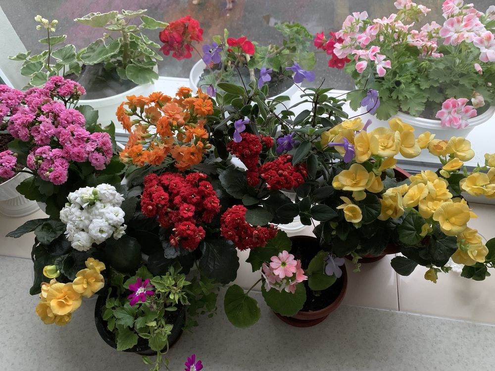 Продам свіжозрізані черенки каланхое та бегонії