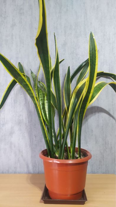 Сансевієрія Сансевиерия Sansevieria trifasciata ‘Laurentii’