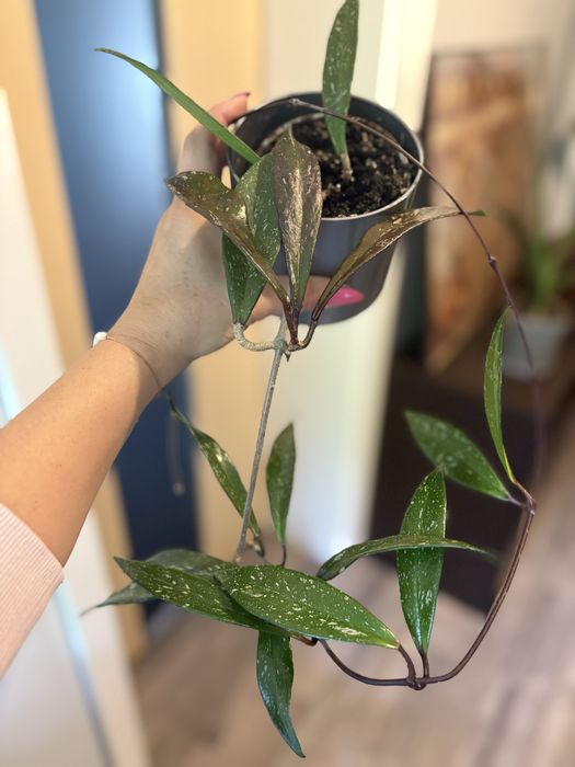 Hoya pubicalyx splash lub szczepki