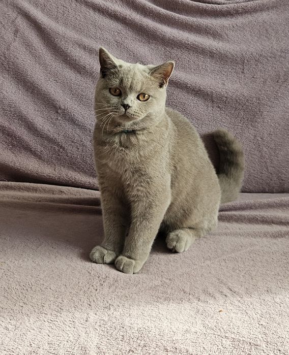 Kot brytyjski krótkowłosy