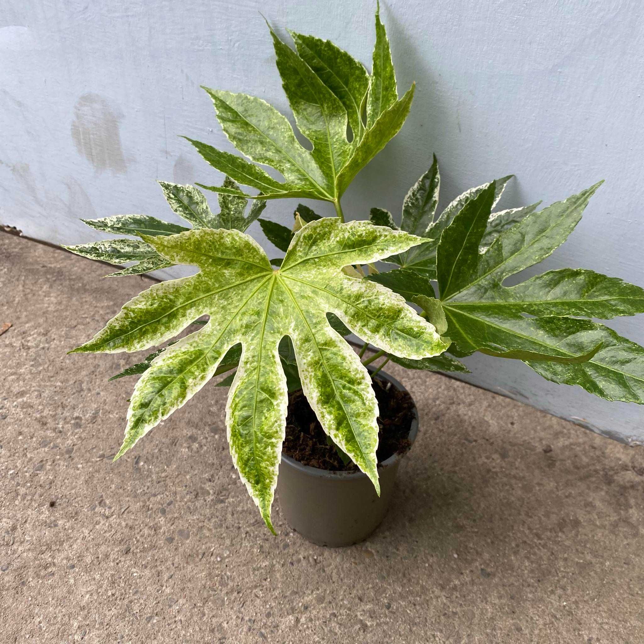 Fatsia Japonica Variegata