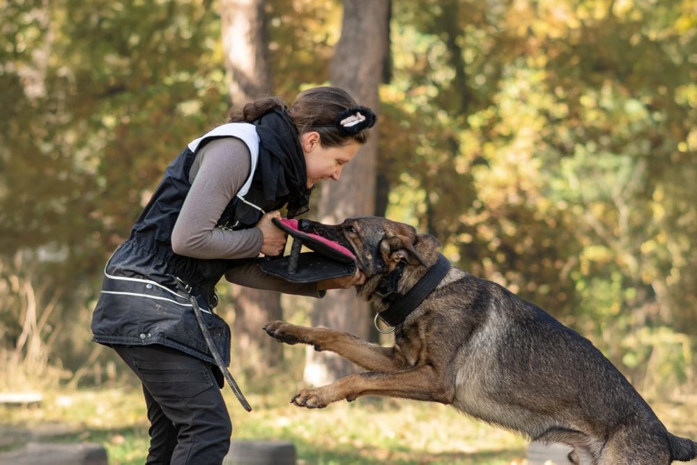 Кінолог Глеваха Дресирування собак