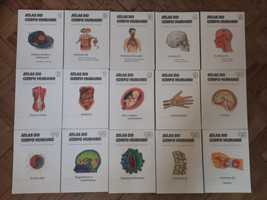 Enciclopédia | Atlas do Corpo Humano (Completa)