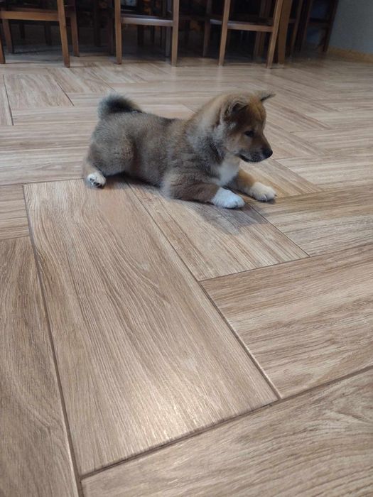 Shiba Inu piesek