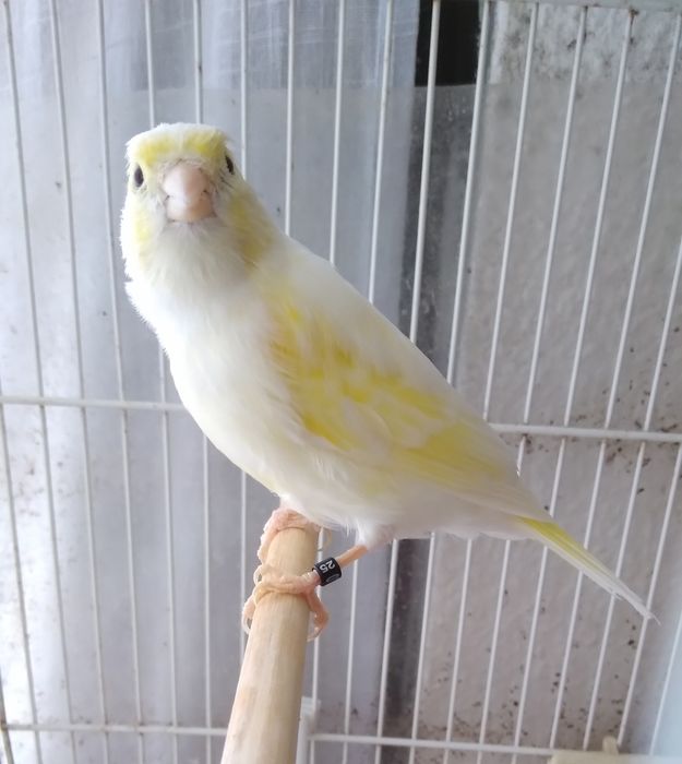 Canárias Timbradas Espanhol