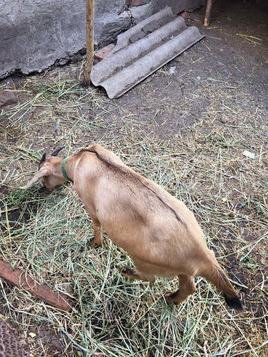 Англо- нубійська кізочка