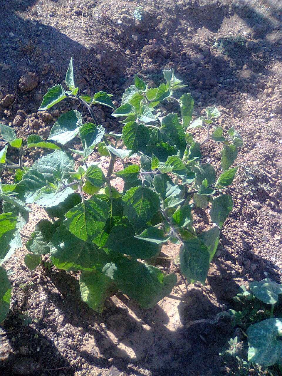 Planta de Physalis