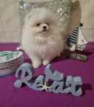 Super piekny piesek z rodowodem. Pomeranian