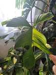 Filodendron Florida Beauty