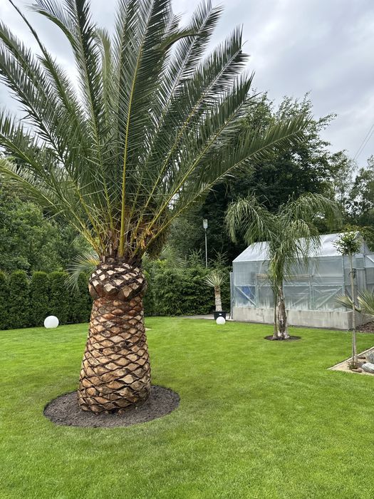 Daktylowiec Kanaryjski Phoenix Canariensis  Palma Mrozoodporna 220cm