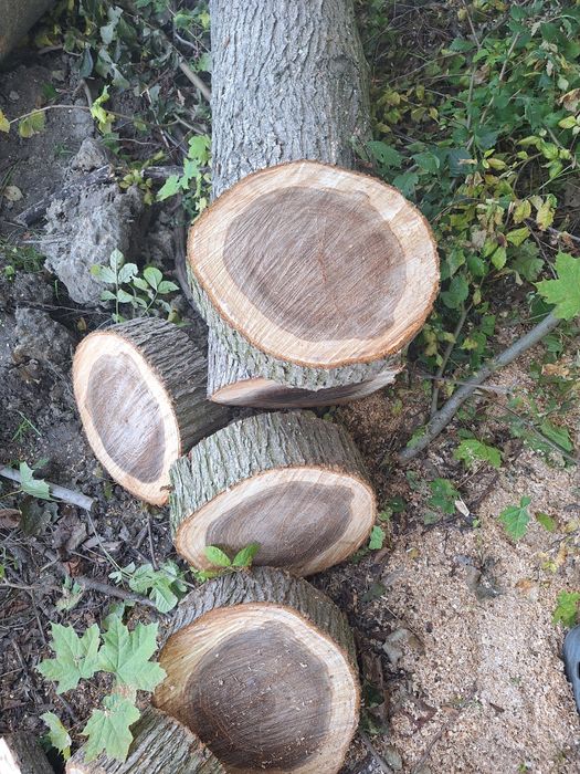 Plastry drewna wiązu klonu I jesionu