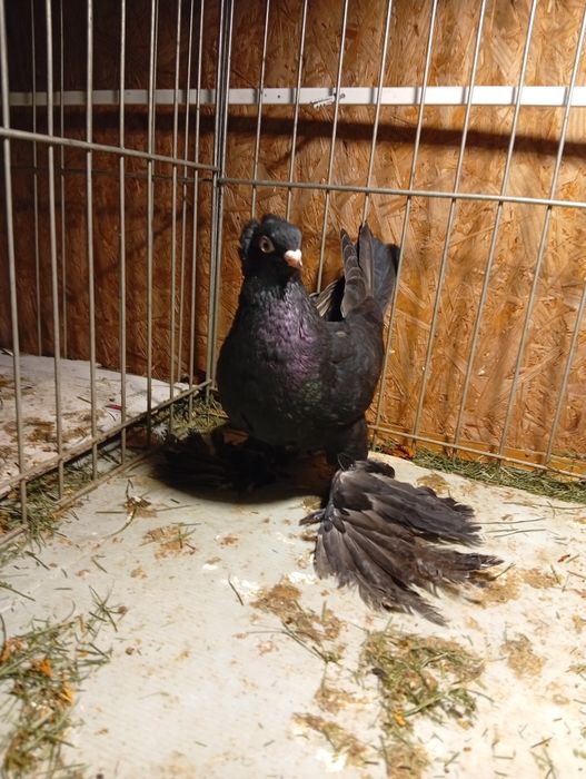 Golebie Wywrotki wschodniopruski