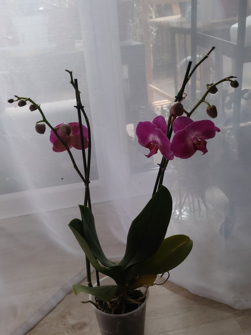 Storczyk Phalaenopsis Sangria 2-pedowy