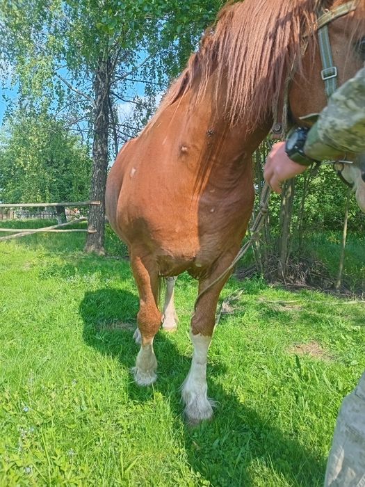 Продам коня 10 років