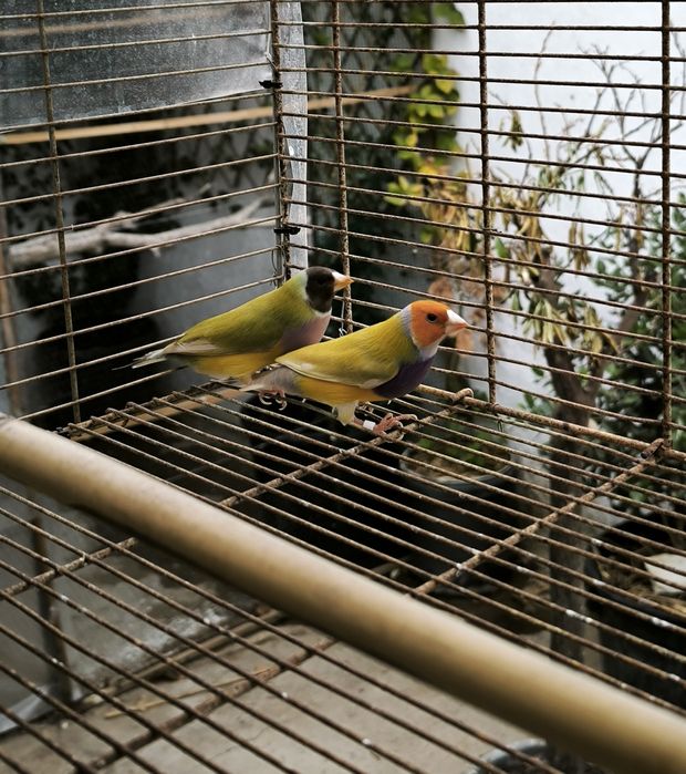 Diamantes Gould Brunas e portador de Bruno