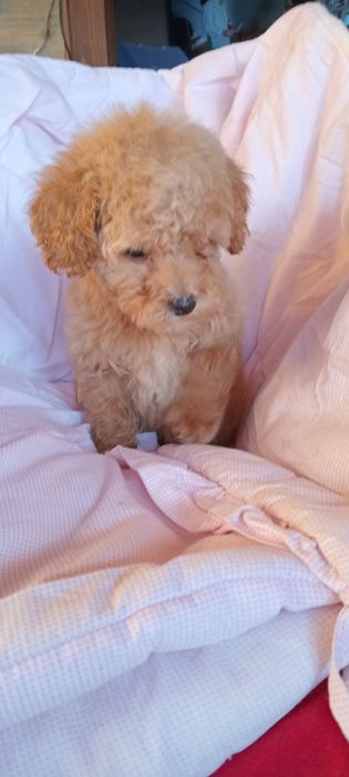 Дівчинка біля Львова