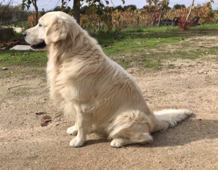 Golden Retriever cachorrinho