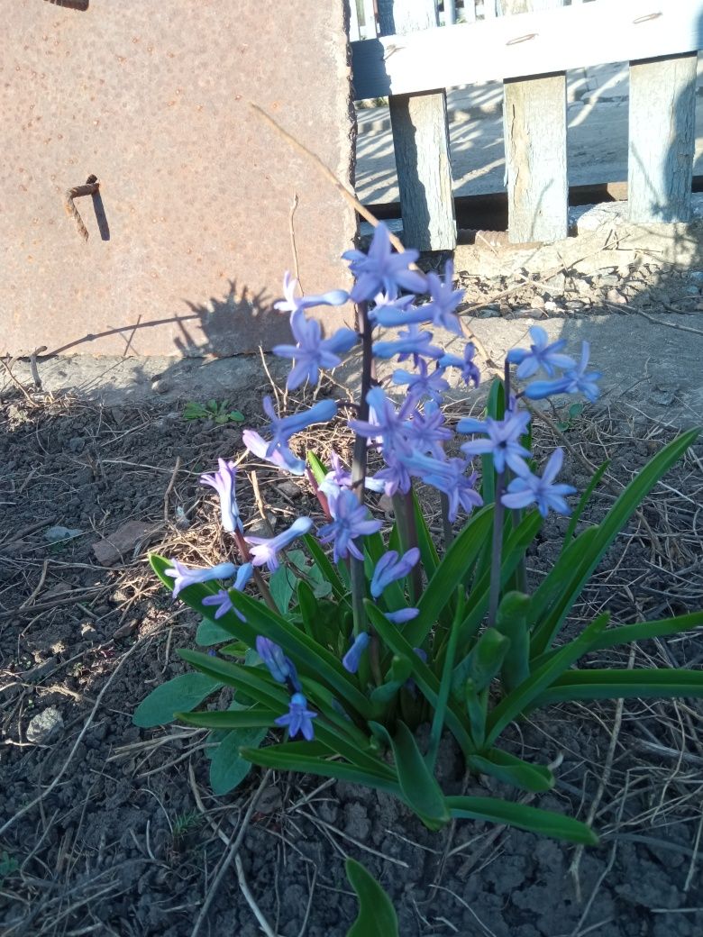 Гіацинт синій весняні