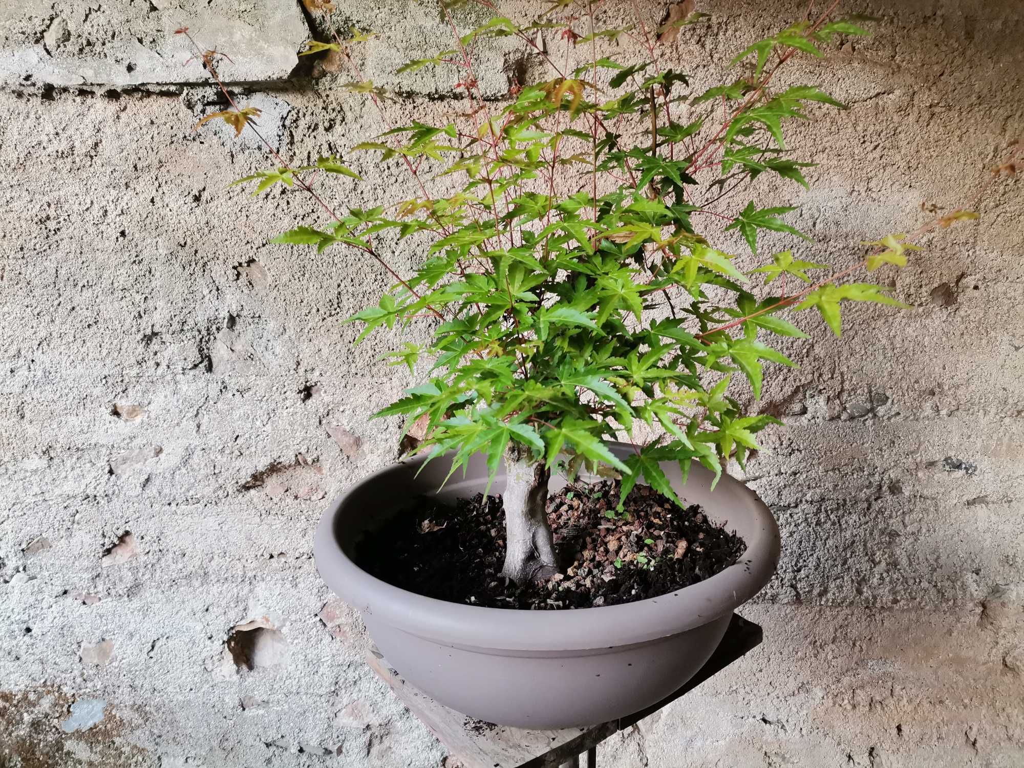 Pré-Bonsai de "Acer Palmatum"  - *VENDA URGENTE (DESOCUPAR)*