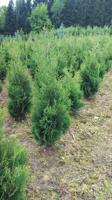 Thuje, Tuje, Tuja Kolumna, Thuja Columna,wysokości od 130cm, kopana
