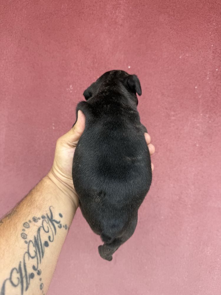 Buldogue Frances Menino