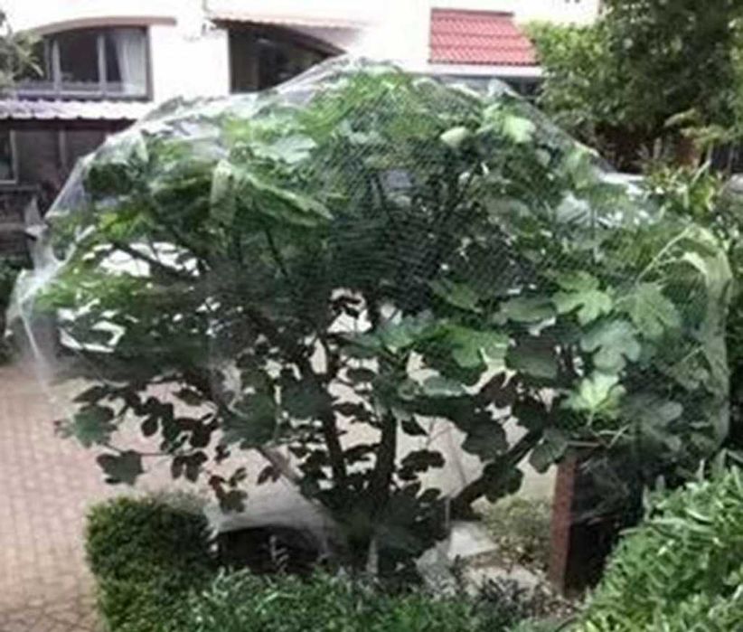 Siatka Ogrodowa Zabezpieczająca Owoce Przed Ptakami 6x6 Nr00225