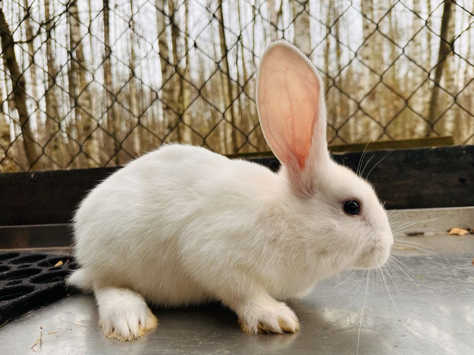 Krolik biały samiec niebieskooki z duzych ras.