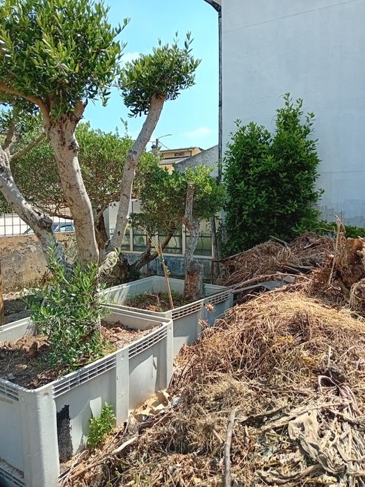 Oliveiras para venda