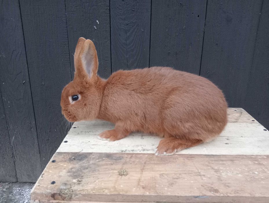 Króliki nowozelandzki czerwony