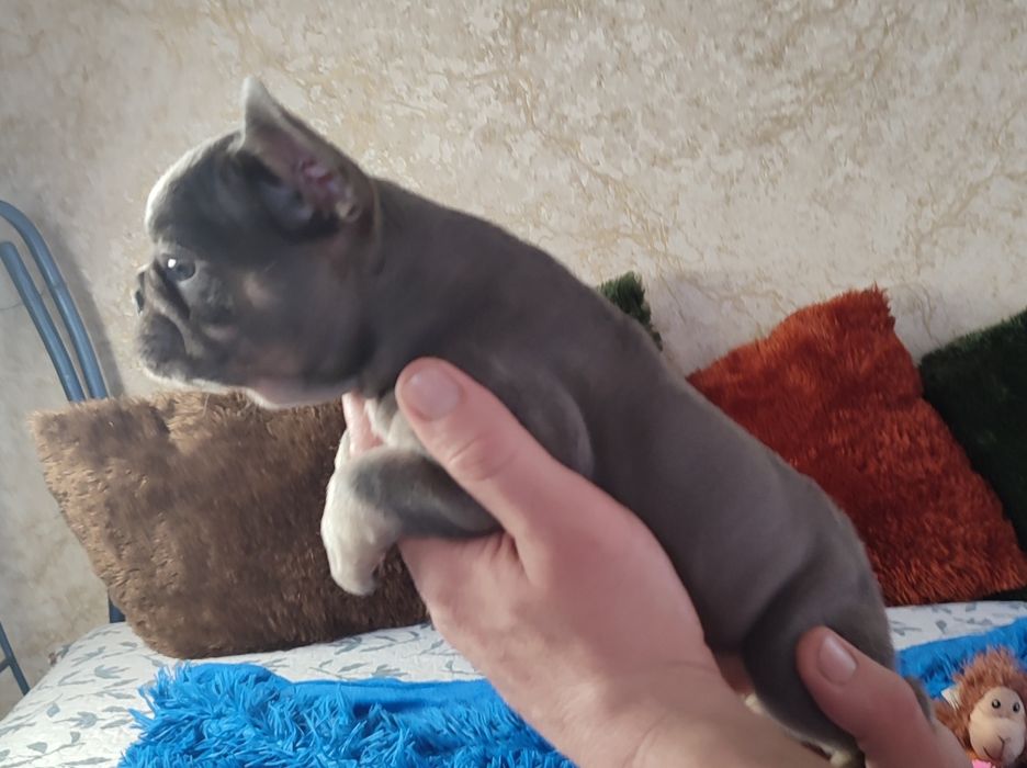 Бомбезные щенки два месяца