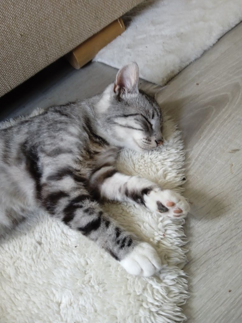 Mattia 7 miesięczny kocurek szuka domku.