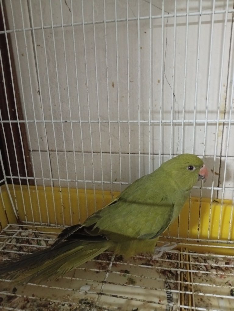 Rin neck e agapórnis criados á mão e outras aves
