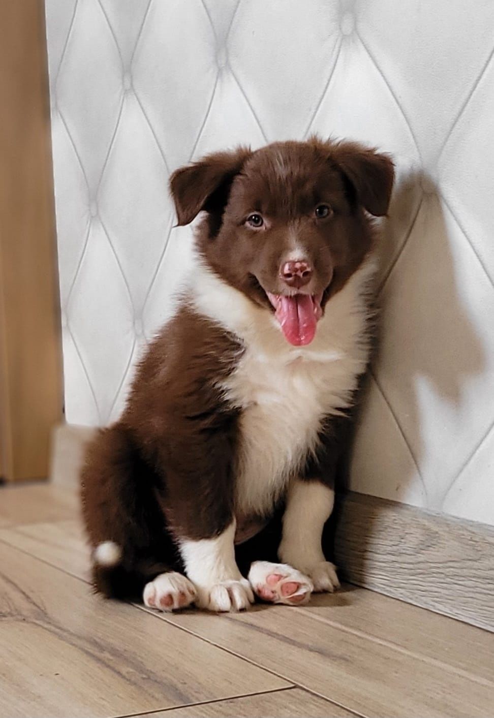 Border Collie Śliczny  piesek