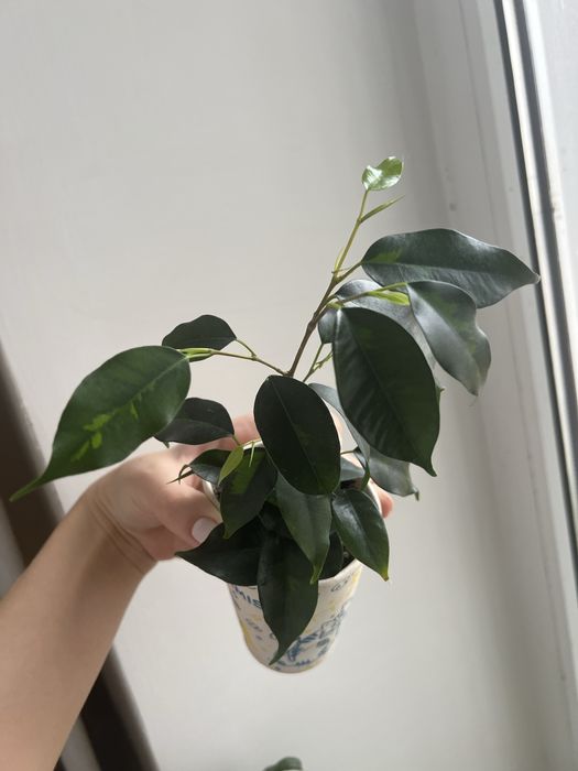 Фікус Денілайт молодий