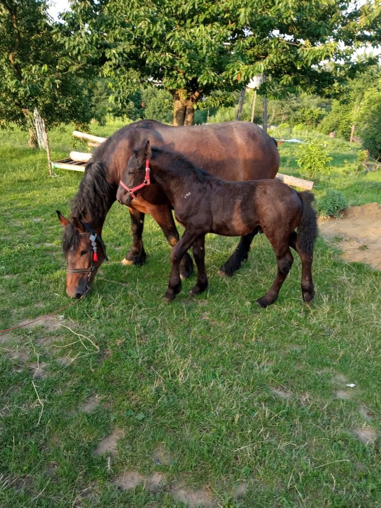 Klacz skarogniada 4 letnia że źrebakiem