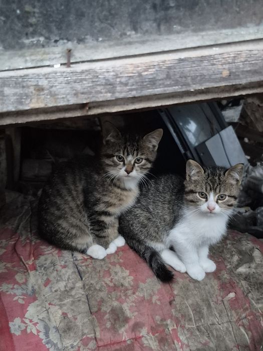 Кошенята-хлопчики мріють про теплий дім і родину!