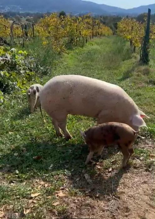 Porco capado 17 meses